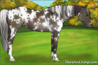 Horse Color:White Spotted Liver Chestnut Appaloosa 