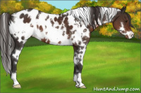 Horse Color:White Spotted Liver Chestnut Appaloosa 