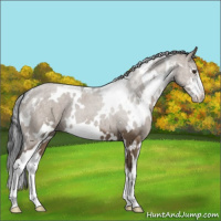 Horse Color:White Spotted Liver Red Dun Sabino 