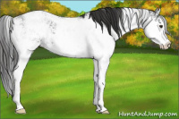 Horse Color:Liver Chestnut Sabino