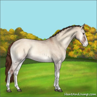 Horse Color:Red Dun Roan Onyx Appaloosa