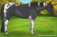 Horse Color:Blue Roan Tobiano