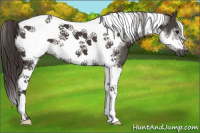 Horse Color:Smoky Black Sabino Tobiano Frame 