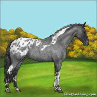 Horse Color:Blue Roan Tobiano Blanket
