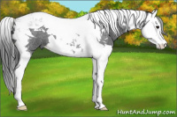 Horse Color:Blue Roan Splash Tobiano 