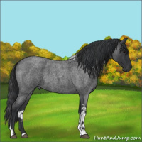 Horse Color:Blue Roan Tobiano 