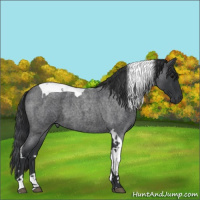 Horse Color:Blue Roan Tobiano