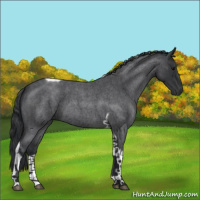 Horse Color:Blue Roan Tobiano 