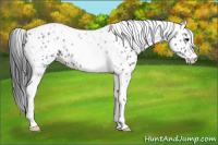 Horse Color:Blue Roan Tobiano Appaloosa 
