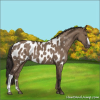 Horse Color:Liver Red Dun Appaloosa 