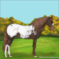 Horse Color:Liver Chestnut Appaloosa 