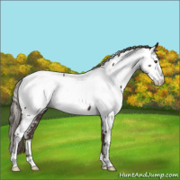 Horse Color:Liver Chestnut Mushroom Appaloosa 