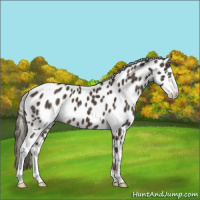 Horse Color:Liver Chestnut Mushroom Sabino Appaloosa 