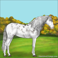 Horse Color:Liver Chestnut Mushroom Sabino Appaloosa