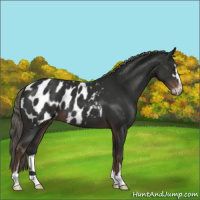 Horse Color:Liver Chestnut Mushroom Sabino Appaloosa 