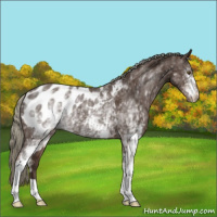 Horse Color:White Spotted Liver Chestnut Mushroom Appaloosa 