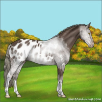 Horse Color:Liver Chestnut Mushroom Appaloosa 