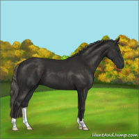 Horse Color:Liver Chestnut Mushroom 
