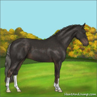 Horse Color:Liver Chestnut Mushroom 