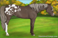 Horse Color:Liver Chestnut Mushroom Appaloosa