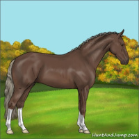 Horse Color:Liver Chestnut Mushroom 