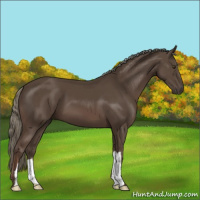 Horse Color:Liver Chestnut Mushroom 