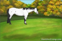 Horse Color:Blue Roan Near Fewspot 
