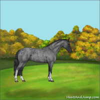 Horse Color:Blue Roan 