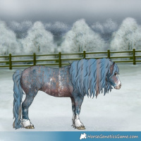 Horse Color:Watercolor Chestnut Ice Sabino Appaloosa Rabicano and Watercolor Bay Ice Sabino Appaloosa Rabicano