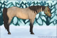 Horse Color:Buckskin Roan 