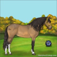 Horse Color:Buckskin Roan Sabino