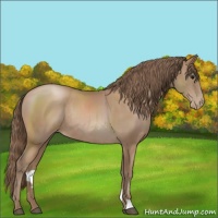 Horse Color:Black Pearl Rabicano