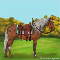 Horse Color:Silver Bay Rabicano 