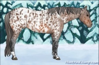 Horse Color:Bay Roan Appaloosa  and Bay Appaloosa 