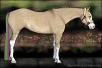 Horse Color:Painted Chocolate Palomino Roan Dun Sabino 