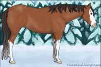Horse Color:Bay Sabino Splash 