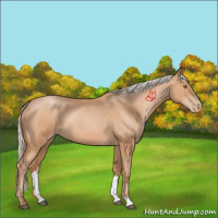 Horse Color:Silver Brown Roan Pearl 