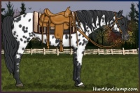 Horse Color:Black Appaloosa Rabicano 