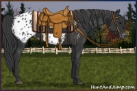 Horse Color:Black Appaloosa Rabicano 