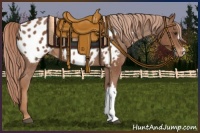 Horse Color:Chestnut Appaloosa 