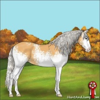 Horse Color:White Spotted Silver Buckskin Sabino Splash 