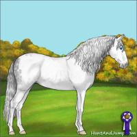 Horse Color:Gray White Spotted Smoky Black Splash Appaloosa 