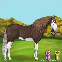 Horse Color:Liver Chestnut Splash 