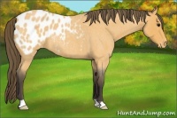 Horse Color:Buckskin Roan Blanket 