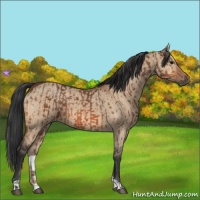 Horse Color:Bay  and Bay Dun 