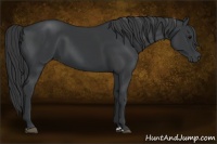 Horse Color:Black and Black