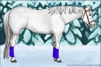 Horse Color:Black Splash Tobiano Appaloosa