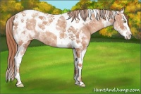 Horse Color:Gold Champagne Splash Tobiano Rabicano
