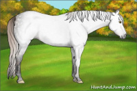 Horse Color:Gray Void Chocolate Palomino Tobiano 
