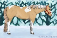Horse Color:Palomino Dun Tobiano Rabicano